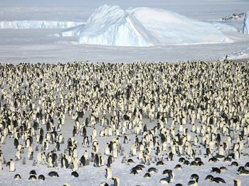 Emperorpenguins