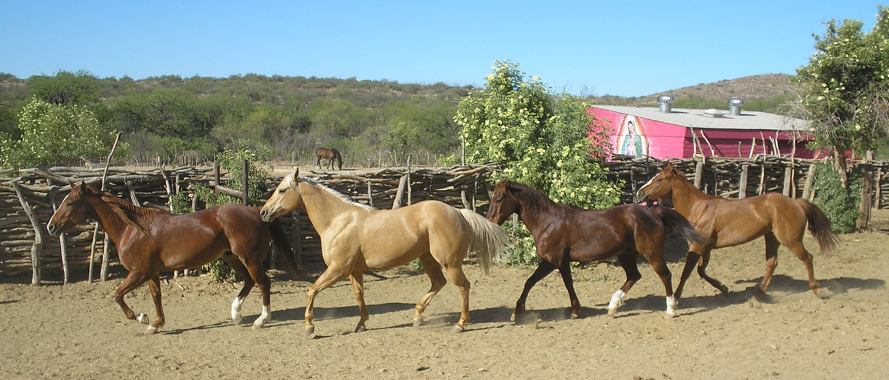 Rancho_De_La_Osa_-_Horse_Corral