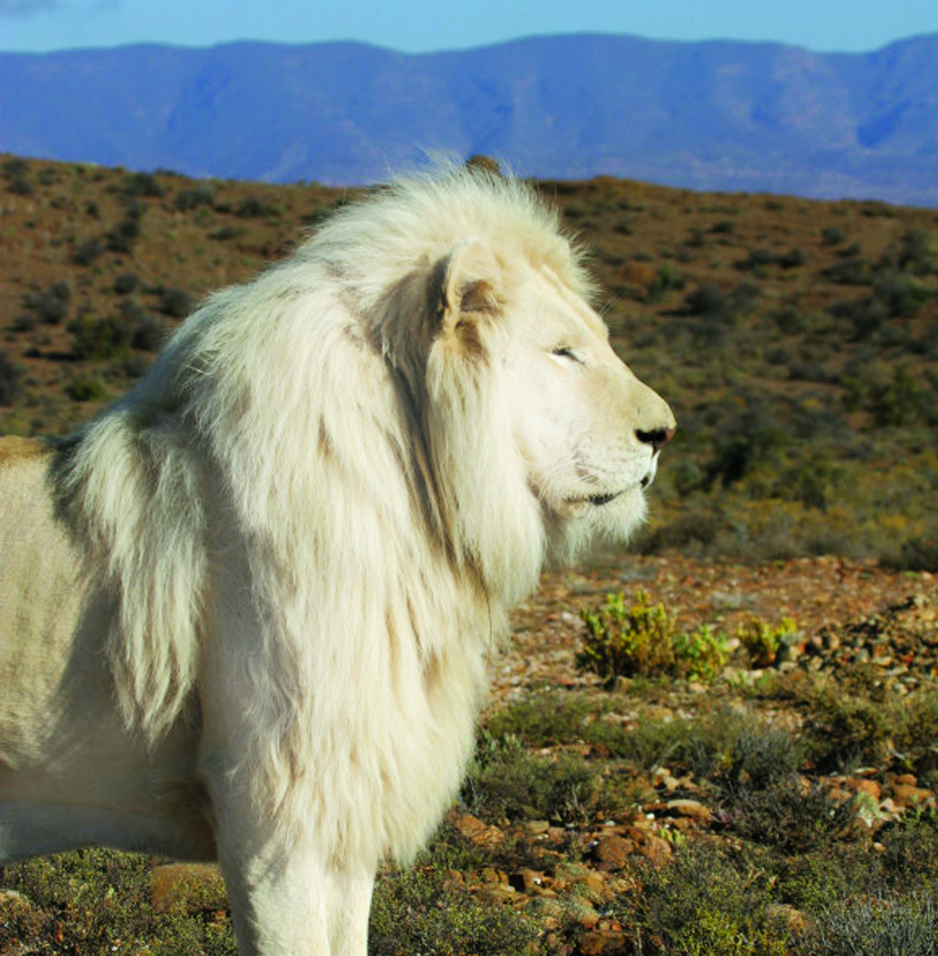 Sanbona White Lion Sanbona White Lion