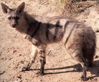 Aardwolf