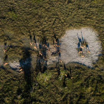 CONSERVATIONTuludi-Khwai-from-the-air